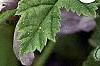 Malva sylvestris 'Primley Blue', flowers