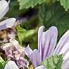 Malva sylvestris 'Primley Blue', flowers