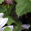 Malva sylvestris 'Primley Blue', flowers