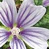 Malva sylvestris 'Primley Blue', flowers