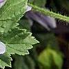 Malva sylvestris 'Primley Blue', flowers