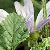 Malva sylvestris 'Primley Blue', flowers