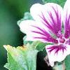 Malva sylvestris 'Zebrina', flowers