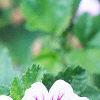Malva sylvestris 'Zebrina', flowers