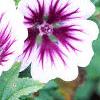 Malva sylvestris 'Zebrina', flowers