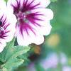 Malva sylvestris 'Zebrina', flowers