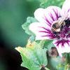 Malva sylvestris 'Zebrina', flowers