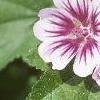 Malva sylvestris 'Zebrina', flowers