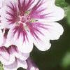 Malva sylvestris 'Zebrina', flowers