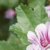 Malva sylvestris 'Zebrina', flowers