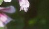 Malva sylvestris 'Zebrina', flowers