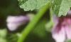 Malva sylvestris 'Zebrina', flowers