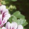 Malva sylvestris 'Zebrina', flowers