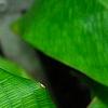 Calathea bella, leaves