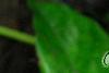Calathea bella, leaves