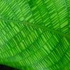 Calathea bella, leaves