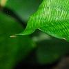 Calathea bella, leaves