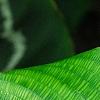 Calathea bella, leaves