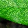 Calathea bella, leaves