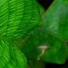 Calathea bella, leaves