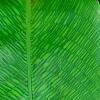 Calathea bella, leaves