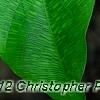 Calathea bella, leaves