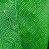 Calathea bella, leaves