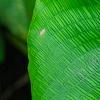 Calathea bella, leaves