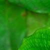 Calathea bella, leaves