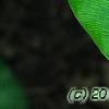 Calathea bella, leaves