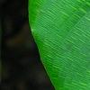 Calathea bella, leaves