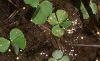 Marsilea quadrifolia, habit