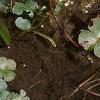 Marsilea quadrifolia, habit