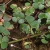 Marsilea quadrifolia, habit