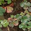 Marsilea quadrifolia, habit