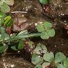 Marsilea quadrifolia, habit