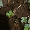 Marsilea quadrifolia, habit