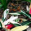Stromanthe thalia 'Triostar', habit