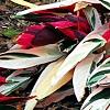 Stromanthe thalia 'Triostar', habit