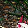 Stromanthe thalia 'Triostar', habit