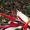 Stromanthe thalia 'Triostar', habit