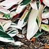 Stromanthe thalia 'Triostar', habit