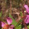 Rhexia virginica, flowers