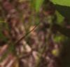 Rhexia virginica, flowers