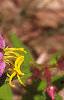 Rhexia virginica, flowers