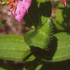 Rhexia virginica, flowers