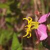 Rhexia virginica, flowers
