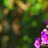 Tibouchina heteromalla, flowers