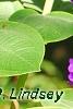 Tibouchina heteromalla, flowers
