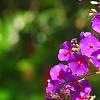 Tibouchina heteromalla, flowers
